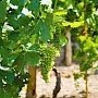 В Крыму нужно увеличить количество земель под виноградники, — Рюмшин