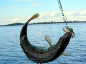 Рыбаки Черноморского района смогут осуществлять свободный отлов рыбы