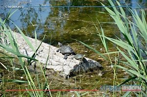 Три ведра черепах выпустили в озеро главного парка Симферополя