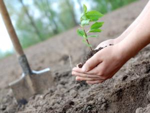 Крымские парламентарии примут участие в акции «Посади своё дерево»