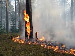 Крым готов к возможным лесным пожарам, — Минэкологии