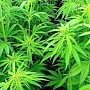 Полиция задержала в Бахчисарае сбытчика «марихуаны»