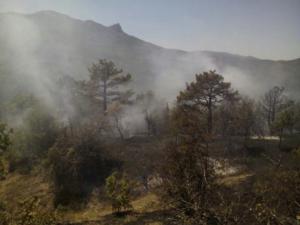 В районе Щебетовки горел хвойный лес