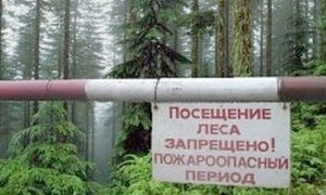 Крым: три недели без леса