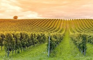 В Крыму число виноградников желают увеличить в четыре-пять раз