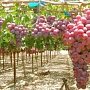 Крым до 2020 года заложит 1,5 тысячи га виноградников – Аксёнов