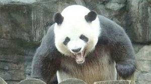 Огромные панды грабят туристов на набережной Ялты