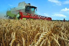 За 7 месяцев т.г. в Крыму на 3,4% сократились объёмы производства в отрасли сельского хозяйства