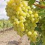 Фруктовый баттл: в Алуште виноград соберут на скорость