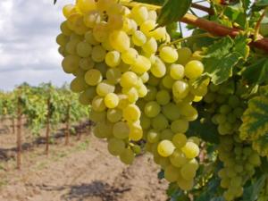На виноградниках «Золотой Балки» отпразднуют фестиваль молодого вина