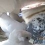 В Крым пробовали незаконно ввезти голубей с подозрением на грипп