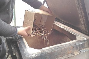 В Симферополе сотрудники ветеринарии изъяли у «стихийщиков» 70 килограммов рыбы