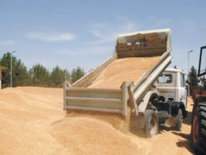 Крым планирует собирать 3 млн тонн зерновых, — Аксёнов