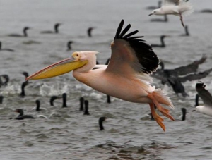 В Феодосии спасли птенца Розового пеликана
