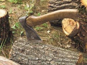 В Джанкойском районе незаконно вырубили 56 деревьев