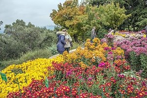 В Никитском ботаническом саду продолжают выбирать из хризантем Королеву и Принцессу Бала