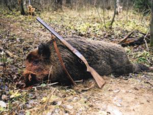 Кабан пал жертвой незаконной охоты в Симферопольском районе