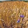 Крым в первый раз экспортировал пшеницу за границу