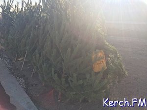 В Керчи начали продавать елки