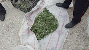 У жителя Кировского района нашли почти килограмм конопли