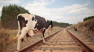 В Керчи запретили выпас скотины около железной дороги