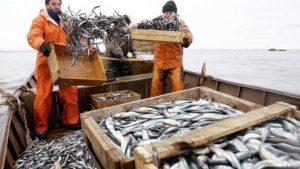 В Крыму сократился вылов рыбы