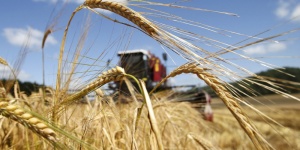 Америка следит за урожайностью зерна в Крыму