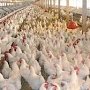 Керчанам напоминают об опасности птичьего гриппа
