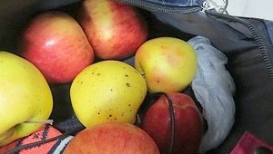 В Крым пробовали ввезти больше 250 кг овощей, фруктов и семян