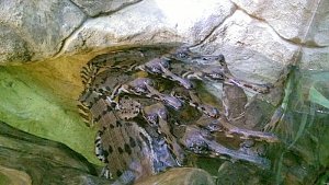 Гавиаловые крокодилы в первый раз принесли потомство в Крыму