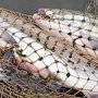 В Алупке изъяли из торговли и утилизировали почти 40 кг рыбы