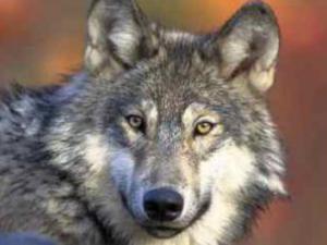 Чуть больше 40 волков отстрелено в Крыму для регулирования их численности