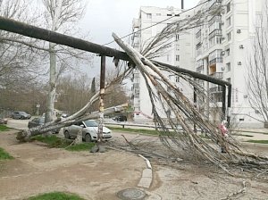 Ураганный ветер в Севастополе уже начал ломать деревья