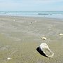 В Керчи детей привлекут к уборке общественных пляжей летом