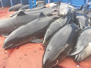 Российские пограничники у мыса Тарханкут задержали украинское судно, которое незаконно вылавливало дельфинов и камбалу