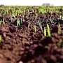 Урожай на сумму выше 1 млрд рублей может потерять Крым из-за засухи, — Аксёнов