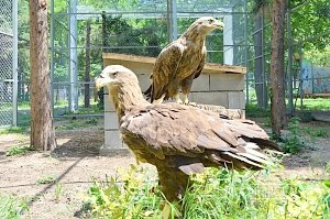 Орланы симферопольского зооуголка поселились в новом доме
