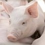 В населённых пунктах первых угрожаемых зон Белогорского района истекли ограничения на содержание и разведение свиней