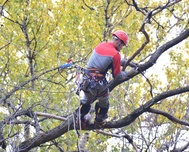 После вмешательства прокуратуры в Керчи обрезали дерево поблизости от дома