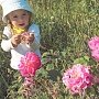 В Крыму можно найти заброшенные розовые поля и нарвать лепестков на варенье
