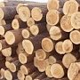 В Крыму пройдёт следующий аукцион по продаже ликвидной древесины