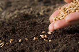 Андрей Рюмшин рекомендовал аграриям более тщательно выбирать сорта семян для проведения озимого сева — 2019
