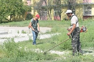 В крымской столице уничтожили 15 гектаров амброзии