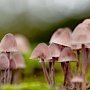 В Крыму 15 человек отравились грибами