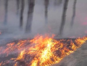 Ещё на 4 гектара распространился пожар в урочище «Уч-Кош»