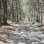 Крупный лесной пожар в Ялте целиком потушен