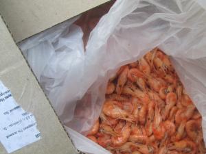 У Массандровского пляжа изъяли почти 9 кг небезопасных морепродуктов