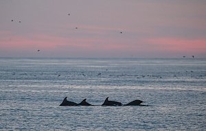 Комплексная экспедиция окажет помощь понять причины гибели дельфинов Черного моря