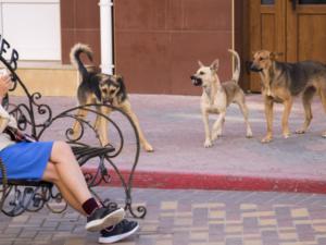 В Первомайском районе займутся стерилизацией бездомных животных