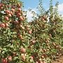 В Крыму собрали 76 тысяч тонн яблок и 52 тысячи тонн винограда, — Рюмшин